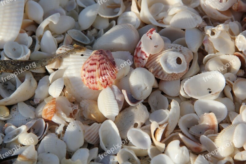 Sea Mussel Shells Beach Decoration Close Up