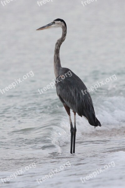 Heron Bird Sea Water Bird Florida