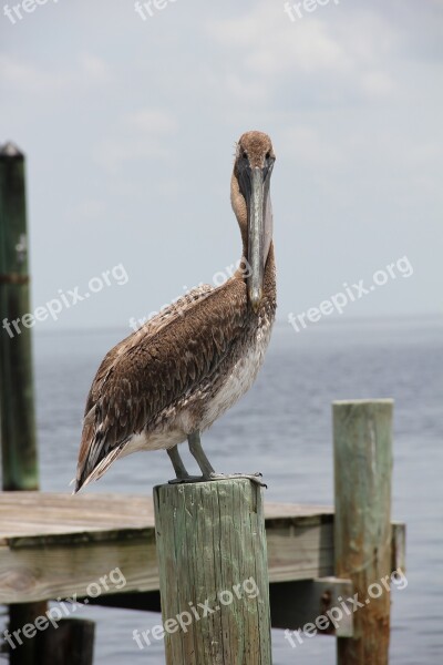 Pelikan Florida Web Bird Free Photos