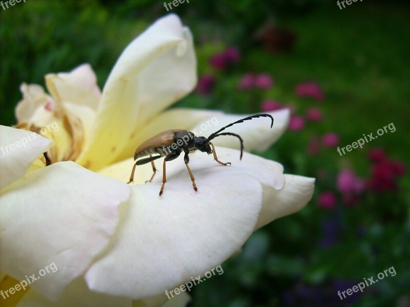 Rose Insect Flight Insect Macro Beetle