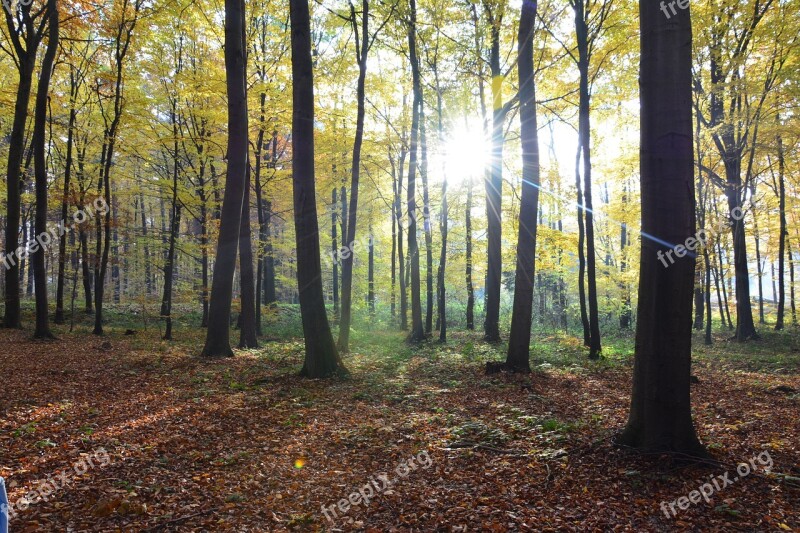 Forest Autumn Tree Nature Landscape