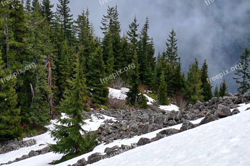 Snow Winter Evergreen Pine Tree Outdoor