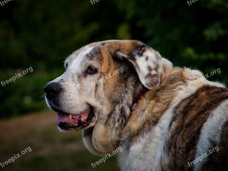 Dog Mastin Dog Head Animal Portrait Pet