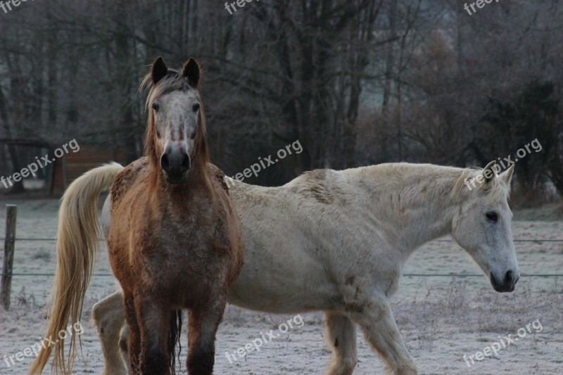 Horses Cold Winter Béarn France