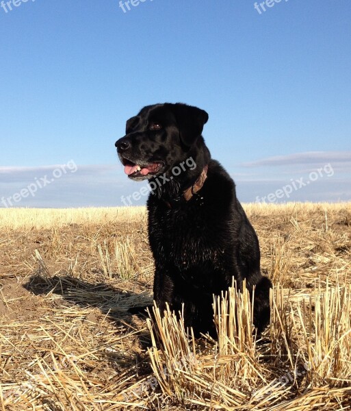 Hunting Dog Hunter Bird Purebred