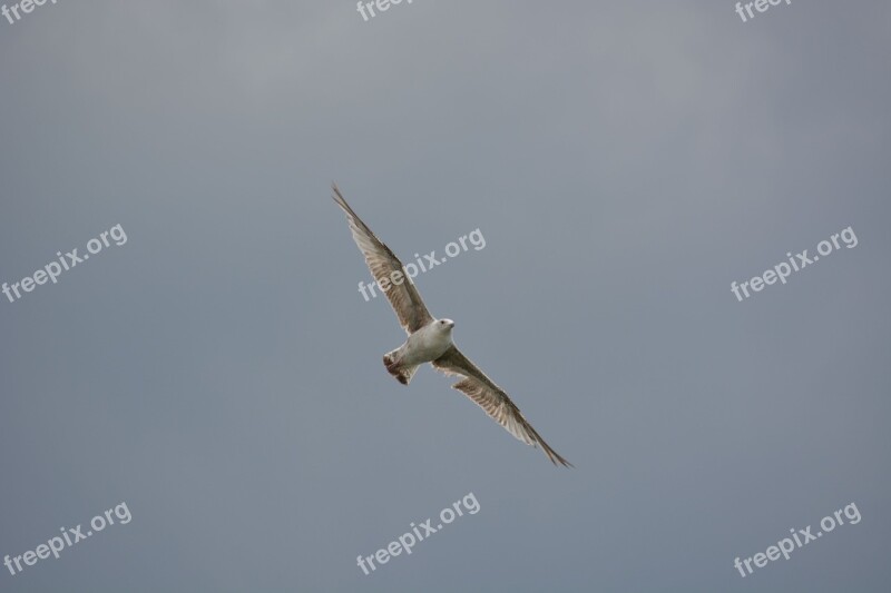 Bird Bird In Flight Animal Bird Flight Sky