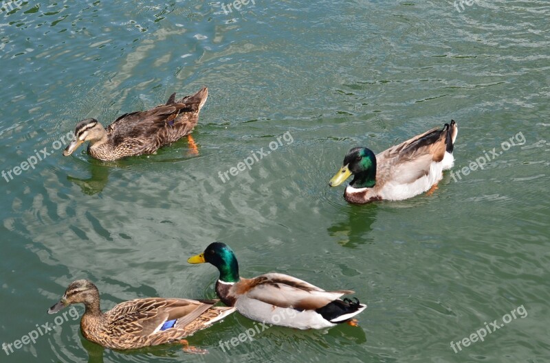 Ducks Mallard Water Swimming Floating