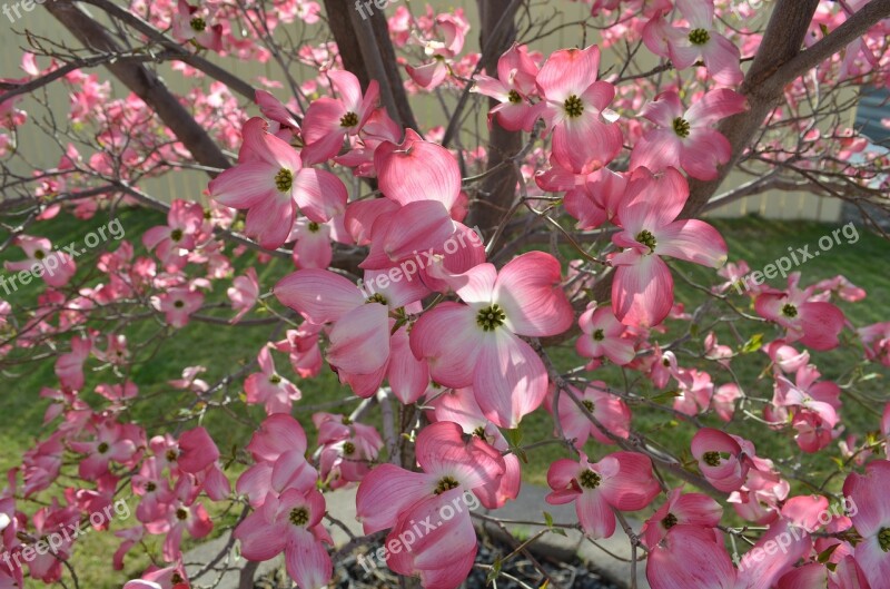 Dogwood Tree Nature Flower Bloom