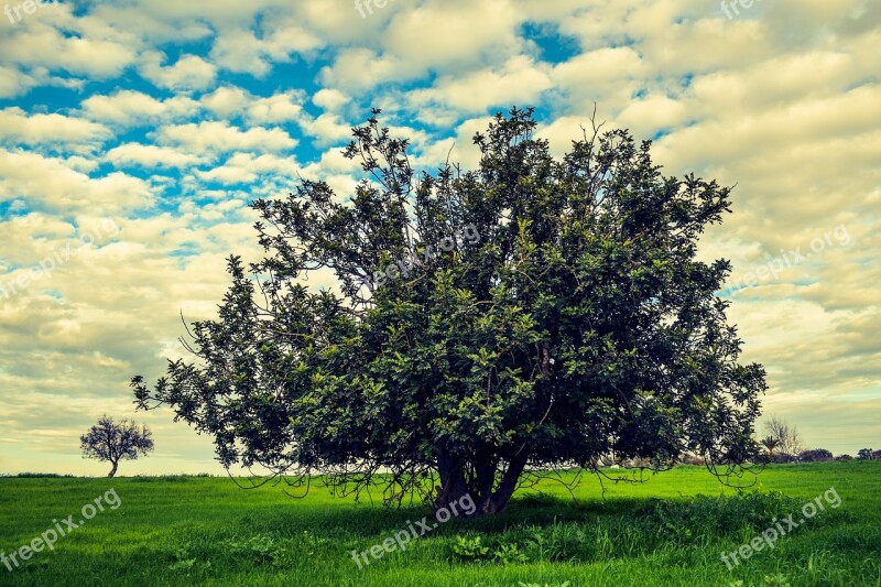 Tree Meadow Landscape Nature Sky