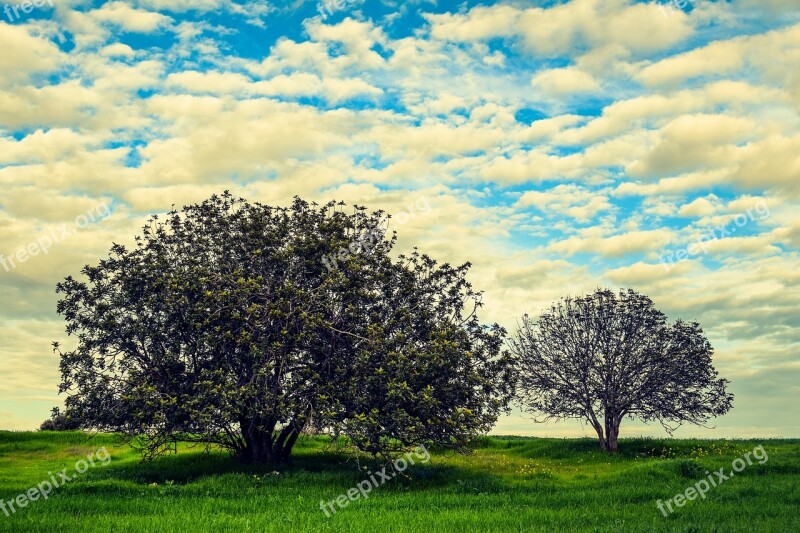 Trees Meadow Landscape Nature Sky