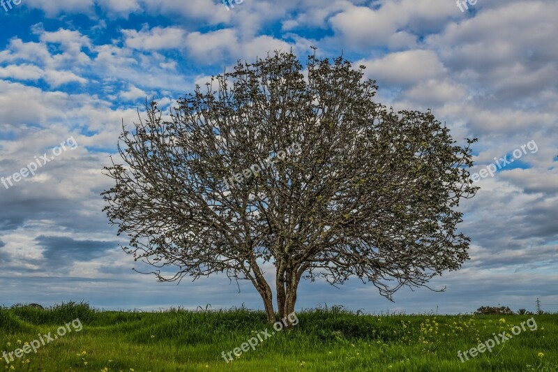 Tree Meadow Landscape Nature Sky