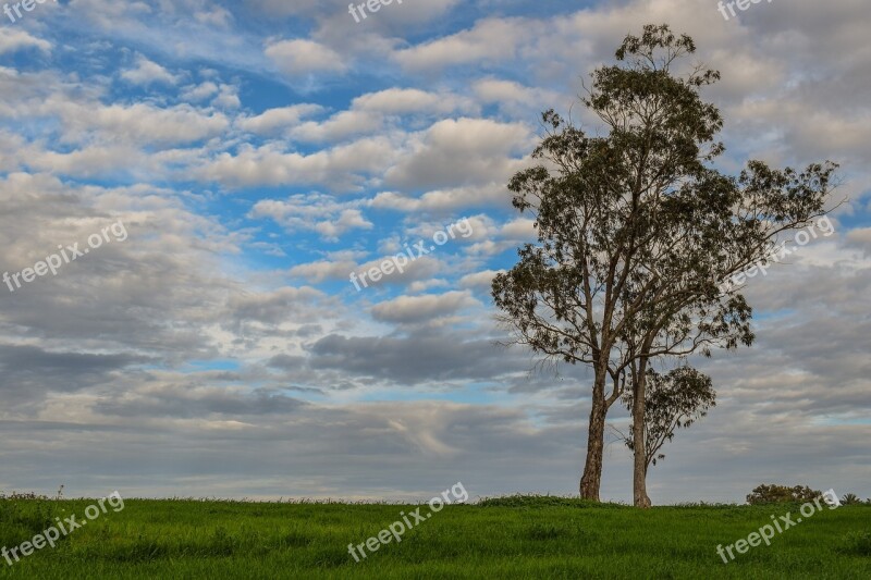 Tree Meadow Landscape Nature Sky