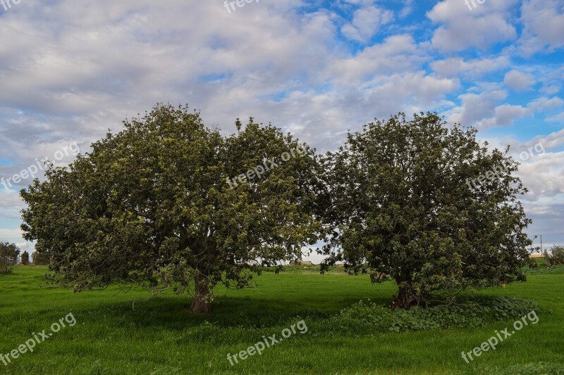 Trees Meadow Landscape Nature Sky