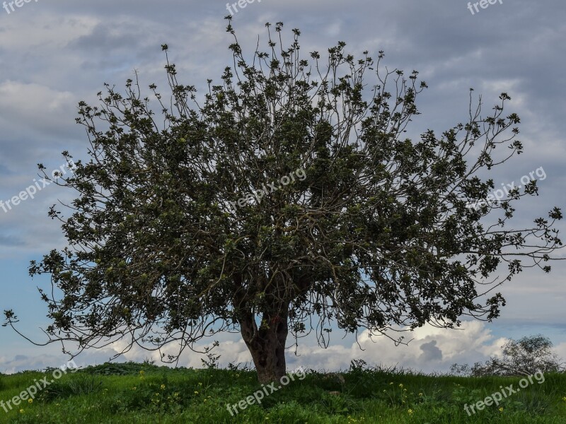 Tree Meadow Landscape Nature Sky