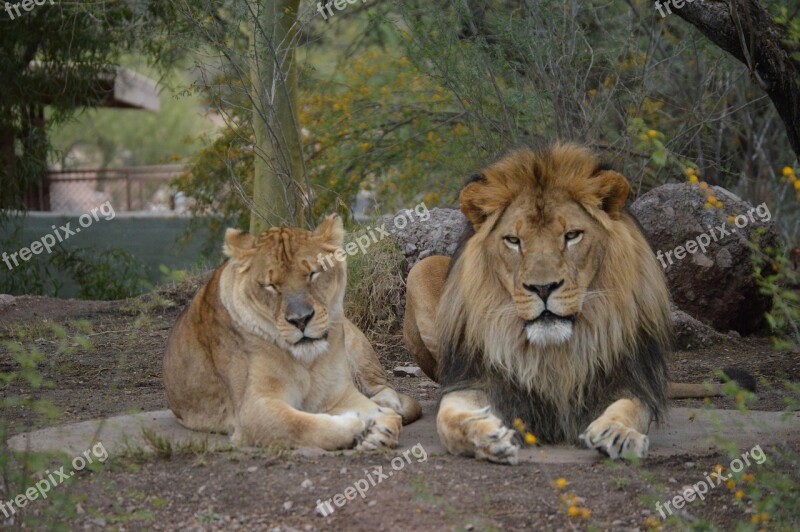 Animal Lion Wild Wildlife Nature