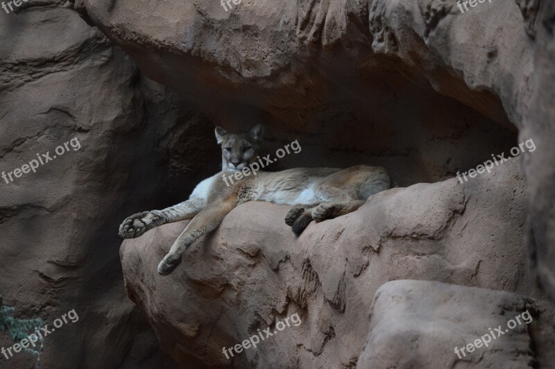 Cat Cougar Wildlife Animal Mountain