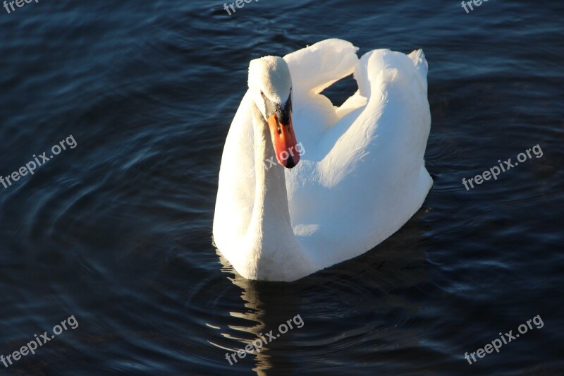 Swan Males Balz Swim Water