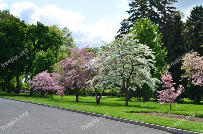 Blossoms Pioneer Park Park Flower Nature