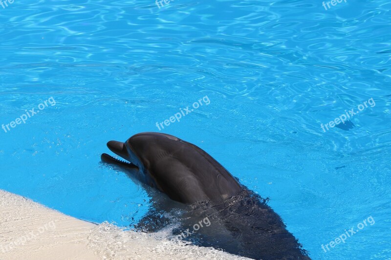 Delfin Dolphinarium Mammal Animal Friend