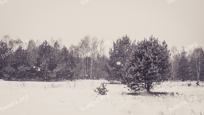 Forest Winter Pine Tree Snow