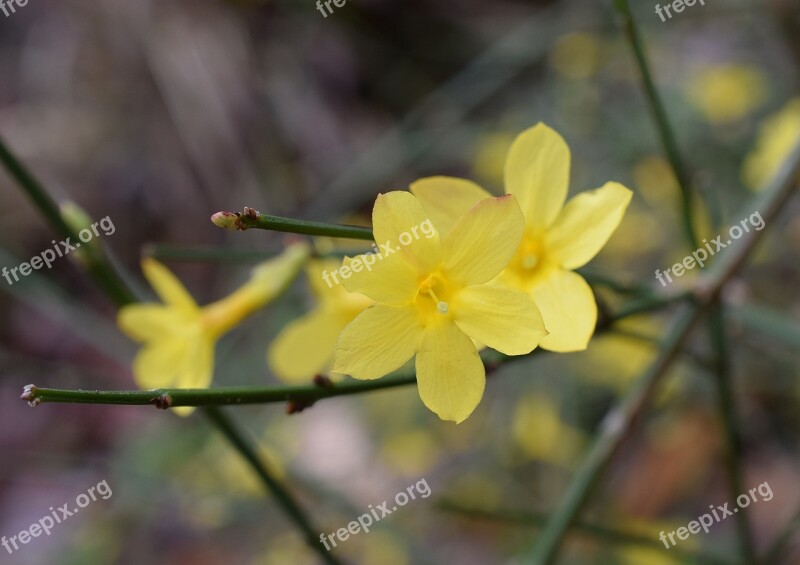 Winter Jasmine Flower Ornamental Blossom Bloom