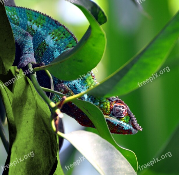 Chameleon Green Animals Colored Animal