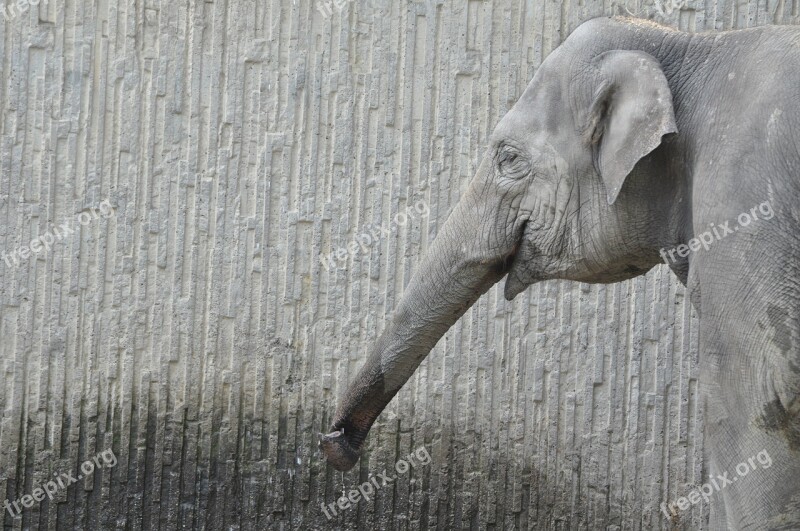 Elephant Zoo Gray Animal Large Mammal