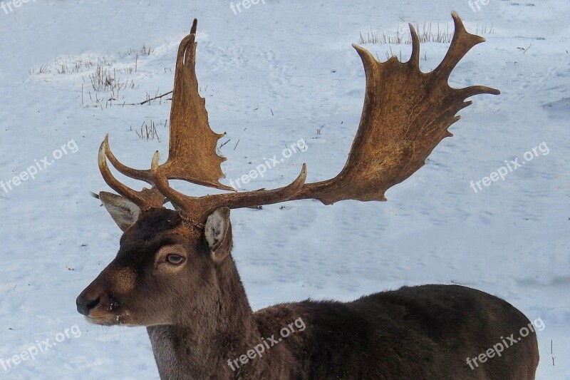 Hirsch Antler Fallow Deer Wild Nature