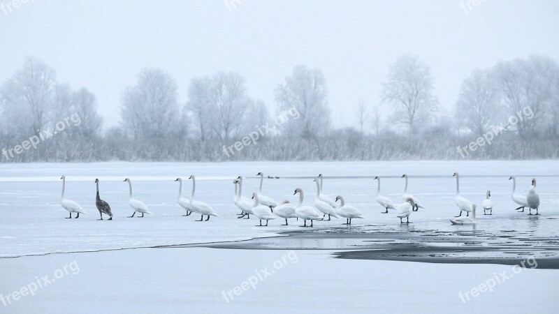 Winter Cold Ice Cold Lake Swans