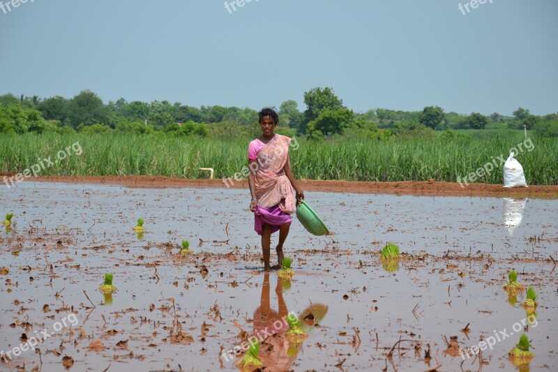 Poverty Rice Field Third World Farm Agriculture