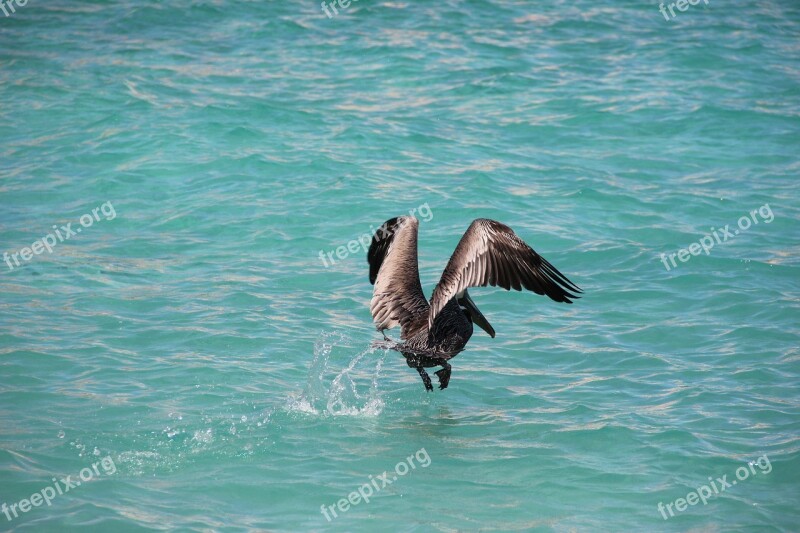 Water Bird Pelikan Bird Wing Flight