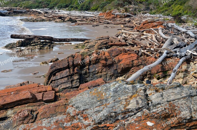 Driftwood Tasmania Coast Shore Rocks