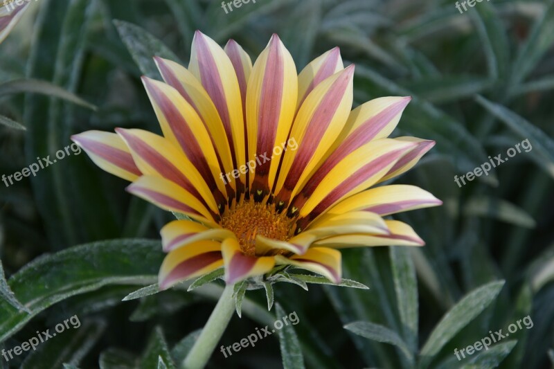 Gazania Flower Nature Floral Spring