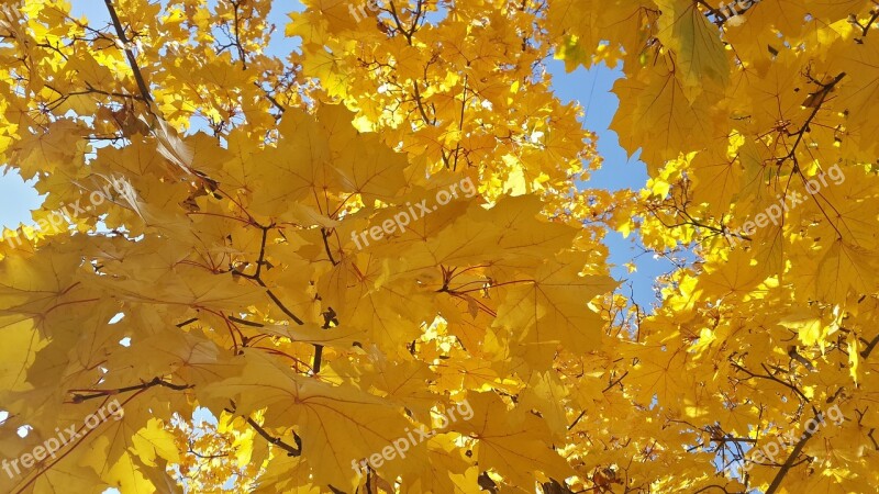 Autumn Yellow Sheet Golden Autumn Yellow Leaves