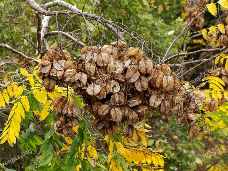 Seeds Golden Rain Tree Koelreuteria Paniculata Autumn Leaves