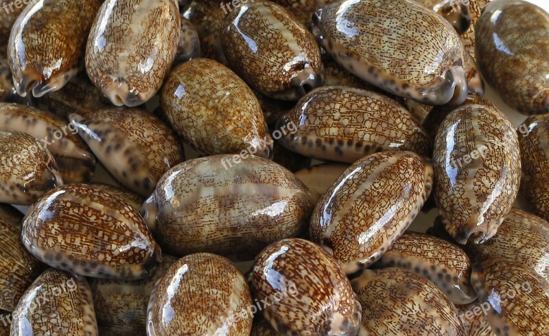 Sea Shells Cowry Cypraeidae Cauries Porcelains