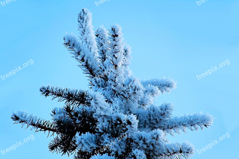 Winter Hoarfrost Snow Eiskristalle Fir Tree