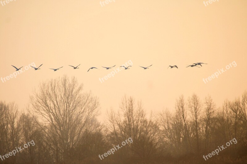 Birds Swans Flying Landscape Twilight