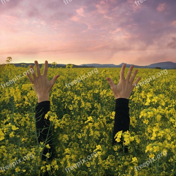 Hands Sunset Flowers Reach Out Celebrate