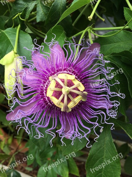 Flower Purple Passiflora Caerulea Passion Yellow