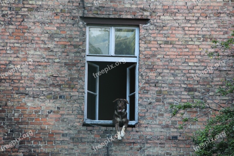 Dog Window Kamienica Old Building Waiting