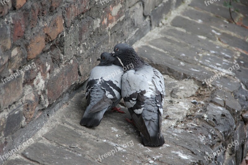 Pigeons Love Feeling Valentine's Day Romantic