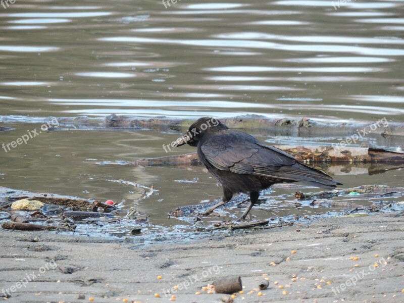 Bird Black Corneille Animals Animal