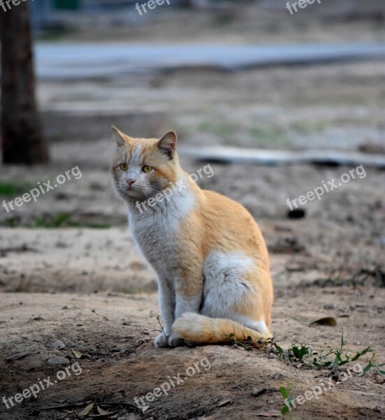 Cat Cat Photography Cat Quotes Pet Nature