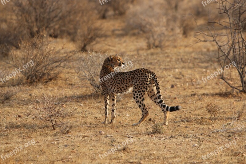 Jaguar Africa Nature Free Photos