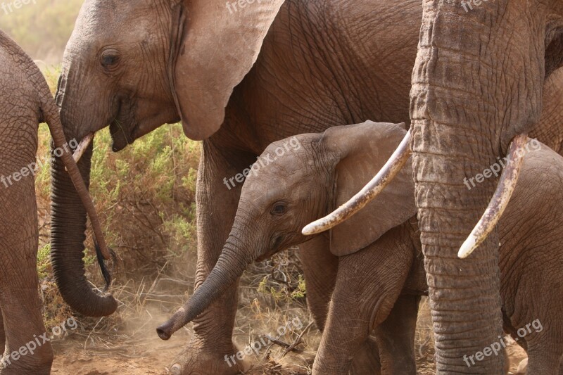 Elephants Africa Nature Free Photos