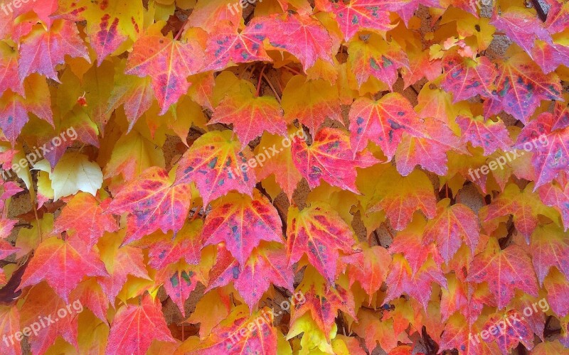 Autumn Creeper Leaves Autumn Leaves Foliage