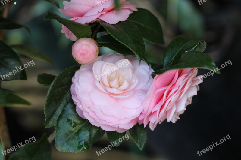 Camellia Flower Pink Perfection Free Photos