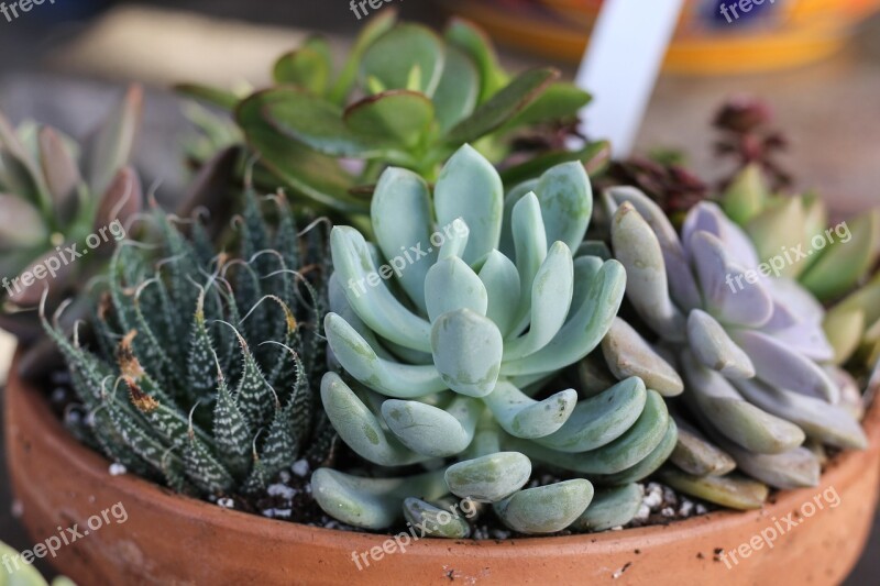 Succulents Bowl Planter Free Photos