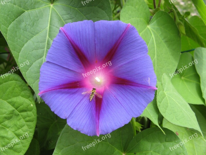 Purple Flower Solanum Brent Yonne France